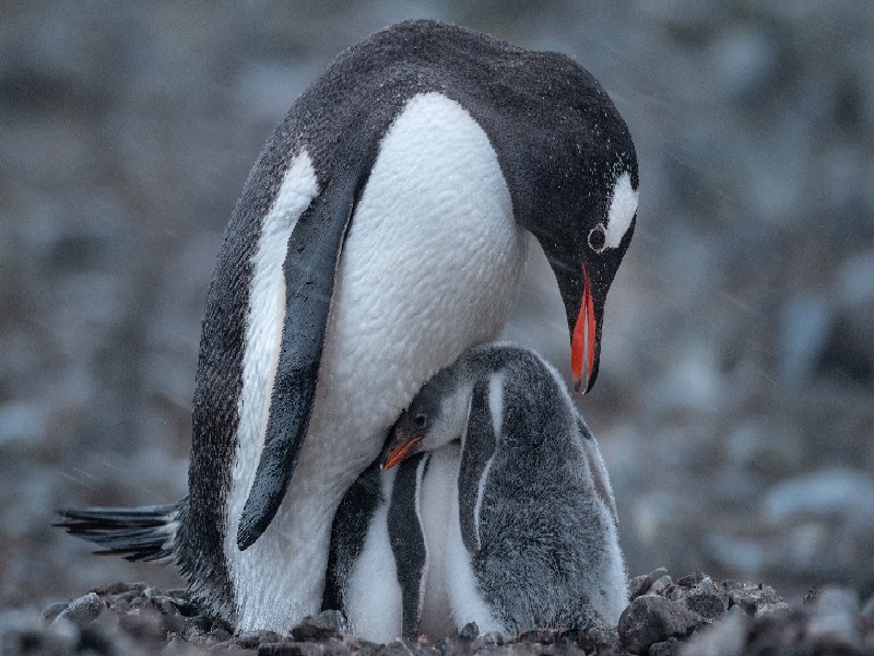 试管全套检查项目（违规试管婴儿判罚）